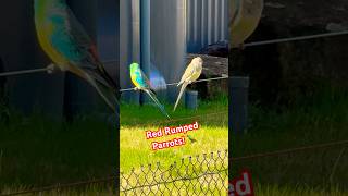 Red Rumped Parrot Singing and Calling Sounds  Beautiful Birds 🦜 [upl. by Colbye]