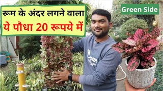 Polka Dot Plant आपके रूम को बना देगा सुंदर मिल रहा सिर्फ 20 रूपये में कैसे रखें ख्याल ये भी देखिए। [upl. by Ariem677]