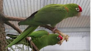 Aratinga skvrnitý Psittacara wagleri  Scarletfronted Parakeet Psittacara wagleri [upl. by Rucker532]