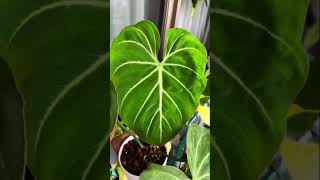 Stunning philodendron Gloriosum [upl. by Wanfried108]