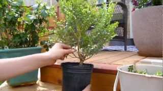 The Bonsai Project  Boxwoods first Pruning [upl. by Terriss]