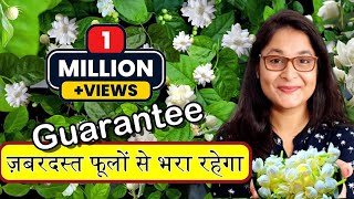 🔴7 TIPS TO GROW MOGRA PLANT JASMINE PLANT HOW TO CARE MOGRA मोगरा garden jasmineplant mogra [upl. by Sinnod]