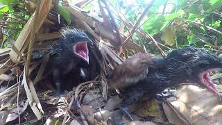 Greater Mommy Coucal Bird brings food to feed her babies in their nest P41 birdslover [upl. by Nolla]