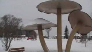 Worlds Largest Mushroom [upl. by Atiroc]