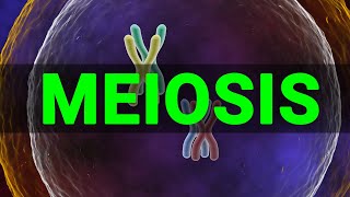 Meiosis 3D  Meiosis cell division I Meiosis and Mitosis Prophase Anaphase I Meataphse  Telophase [upl. by Alyhc]