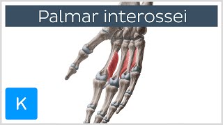 Palmar Interossei Muscles  Origins amp Function  Human Anatomy  Kenhub [upl. by Vullo191]