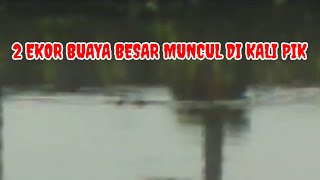 2 EKOR BUAYA BESAR MUNCUL DI KALI PANTAI INDAH KAPUK [upl. by Kaplan685]