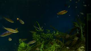 Cyprichromis Leptosoma quotUtintaquot Fry in 40 gal Lake Tanganjika Tank [upl. by Manfred]