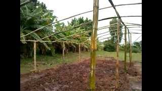 Estufa construida com Bambu Greenhouse built with Bamboo Bottle Irrigated with Pete Good garden [upl. by Nylram]