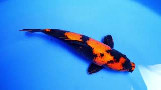 Hi Utsuri Shinoda Koi Farm Size 38 cm Male [upl. by Paugh]