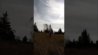 Pheasant Down PheasantHunting Hunting UplandHunting Pheasant Michigan Upland BirdHunting GO [upl. by Barraza]