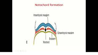 3rd week development embryology of human [upl. by Anomahs667]