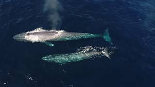 Blue whale mom and baby [upl. by Broddy952]