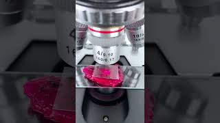 Pitaya at 400X magnification is just awesome underthemicroscope beefcut scienceshorts [upl. by Funch]