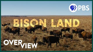 How Bison Are Saving Americas Lost Prairie [upl. by Ajad]