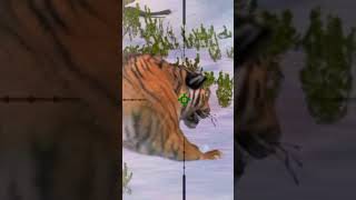 Siberian Tiger hunting The Hunter [upl. by Allie80]