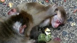 Bad condition baby monkey mom tries to help it with water [upl. by Sullecram]