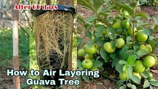 How to Air Layering Guava Tree  Growing Guava from Cutting  New techniques and Easiest Method [upl. by Eseilana389]