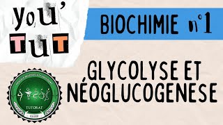 📚YOUTUT📚BIOCHIMIE LA GLYCOLYSE ET NEOGLUCOGENESE 🧪🧫 [upl. by Sherburn176]