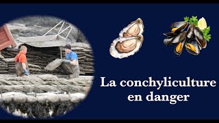 La conchyliculture en danger [upl. by Mateusz]