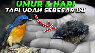 HAMPIR TELAT PASANG RING BUAT BURUNG TLEDEKAN [upl. by Ahsam]