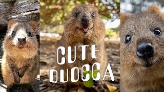 CUTE amp HAPPY Quokka Compilation [upl. by Maloney941]