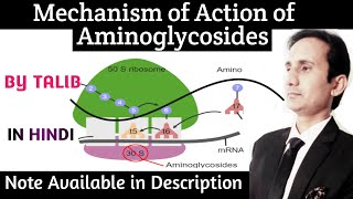 Mechanism of Action of Aminoglycoside In Hindi [upl. by Haff]