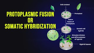 Protoplasmic Fusion or Somatic Hybridization [upl. by Anaibaf]