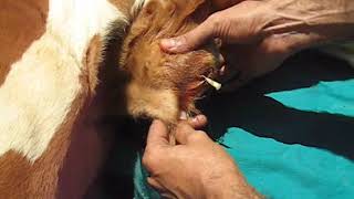 Umbilical abscess calf 🐂🐄 बछड़े में फोड़ा 🐂🐄 Absceso umbilical en ternero 🐂 Abcès ombilical [upl. by Changaris]