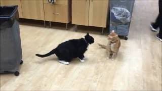 An example of normal feline play behavior [upl. by Ynaffad597]