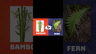 Efforts are waste   Bamboo Vs Fern  Afrin Speaks  shortsfeed growth [upl. by Sifan]