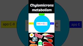 Chylomicrons metabolism chylomicrons chylomicronmetabolism shortsfeed lipoproteinmetabolism [upl. by Eatnuahs268]