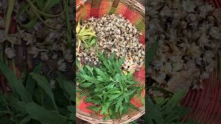 பட்டும் நானும் சரியான கதை 🫶🏻Home garden herbalsnaturehealthylivingshorts [upl. by Araid]