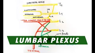 Anatomy  Lumbar Plexus [upl. by Judye615]