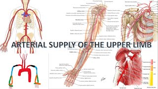 Arterial Supply To The Upper Limb  Anatomy [upl. by Merrilee]