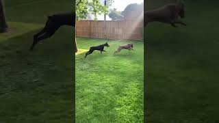 🔥 Epic DOBERMANS Rule the Backyard fyp dog doberman dobermanlove dobermandog [upl. by Proudman]