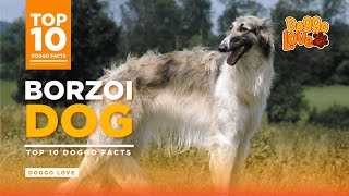 Borzoi  The Borzoi Dog Breed  Top 10 Borzoi Dog Facts from Doggo Love [upl. by Ariaet]