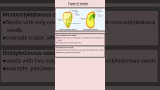 TYPES OF SEEDS biology farming icsebiology educational shorts [upl. by Sosna379]