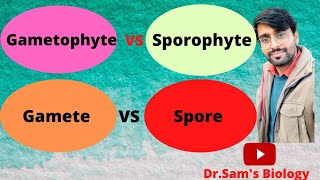 Difference between Gametophyte Sporophyte Gamete and Spore in Plants [upl. by Evatsug]