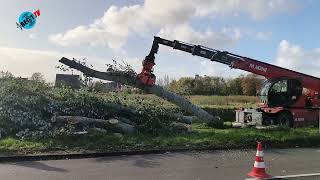 Bomen langs Ypesteinerlaan worden massaal gekapt 11 november 2024 [upl. by Lauro116]