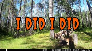 I Tawt I Taw a Puddy Tat Trail Camera Adventures [upl. by Emerej]