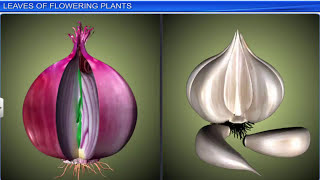 CBSE Class 11 Biology  Morphology of Flowering Plants  Full Chapter  By Shiksha House [upl. by Jaela]