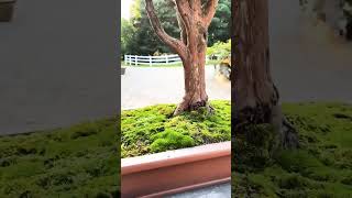 Natural style juniperus bonsaitree bonsai shorts shortvideo [upl. by Abehsat]