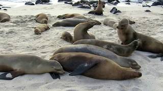 Sea lions in Galapagos Ecuador [upl. by Ruon]