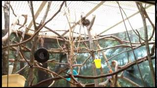 Philadelphia Zoo Tiny Baby Titi Monkey [upl. by Ahsiekit424]