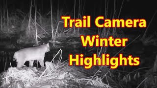 Winter Wildlife Wonders Trail Cam Highlights [upl. by Anar300]