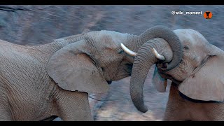 Elephant bulls in a tangle elephant [upl. by Vassell]