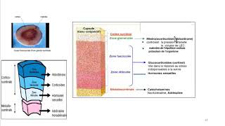 Cours dEndocrinologie vidéo 4  ACTH [upl. by Erdei]