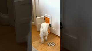 open the doordog dogdoor puppy pets [upl. by Cristina186]