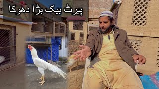 Parrot Beak Long Tail Aseel Big Scame In Pakistan  پیرٹ بیک اسیل بڑا دھوکا 😡 [upl. by Cyb]